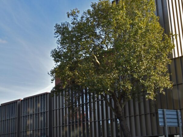 A tree stands beside a modern building with vertical metal cladding, under a blue sky